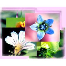 FLOWER AFFINITY DIAGNOSIS CARDS