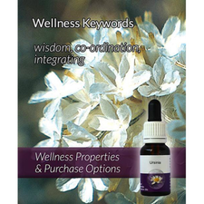 URSINIA 50ml